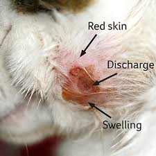 They can cause serious infection and should be treated immediately. Wounds And Skin Injuries Pdsa