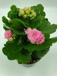 Pin On Orchid And Other