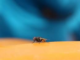 Epingle Sur Produits Naturels