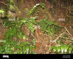 Image result for Asplenium gemmiferum