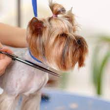 They are definitely not cheap, but for a 1x a month need are certainly worth it. Family Pets Trading Up To 58 Off Dubai Groupon