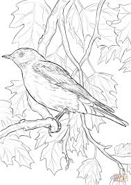 Mountain Bluebird Coloring Page Free Printable Coloring Pages Bird Coloring Pages Coloring Pages Animal Coloring Pages