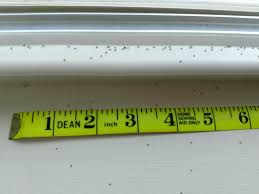 fungus gnat home interior infestation