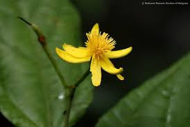 Image result for Glyphaea