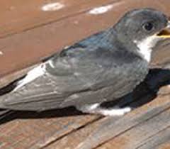 Результат пошуку зображень за запитом "стриж"