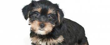Morkie Choosing A Morkie