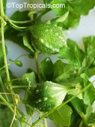 Image result for Momordica pterocarpa