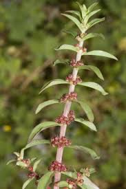 Image result for Ammannia baccifera