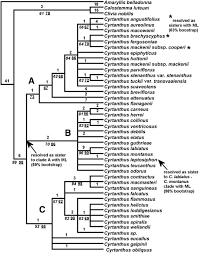Image result for Cyrtanthus rhodesianus