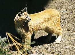 These agile cats have amazing jumping abilities, leaping up to 10 feet (3 meters) to swat a flying bird. Caracal Encyclopaedia Iranica