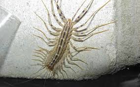Although harmless, centipedes can be a nuisance in your basement or bathrooms. Why Centipedes Come Into Our Homes Burlington Pest Control