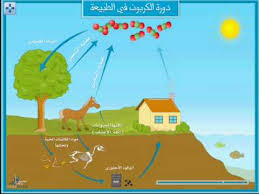 دورة الكربون في الطبيعة Youtube