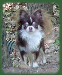 Long hair chihuahua puppies for sale in san antonio, texas. Long Haired Chihuahua Puppies For Sale Long Hair Chihuahua Breeders In Ga Georgia