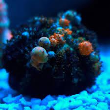 Jul 12, 2021 · over 2 million text articles (no photos) from the philadelphia inquirer and philadelphia daily news; Coral The Aquarium Cove