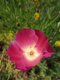 Image result for Renealmia susanneae-katziae