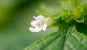 Image result for Melissa officinalis