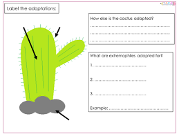 Below you will find various plants and animals. Adaptation Worksheets Teaching Resources