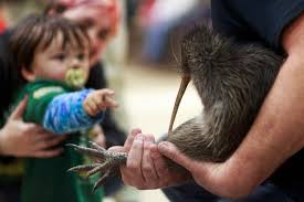 A citizen campaign returns iconic kiwi birds to New Zealand's capital after a century-long absence