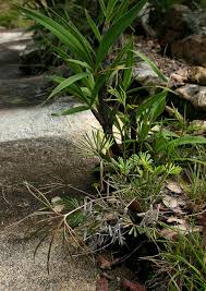 Image result for Actiniopteris dimorpha