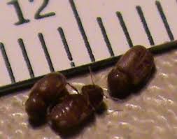 Tiny Hard Shelled Bugs On Kitchen Countertops Drug Store Beetles Thriftyfun