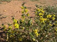 Image result for Vahliaceae