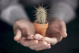 What are the best ways to get rid of if you're not willing to treat the infestation properly, the best move is to get rid of the cactus as soon as possible. Gnats On Cacti