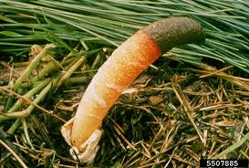 Image result for Mutinus caninus