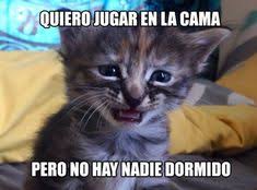Memes Y Situaciones De Gatos Que Te Haran Reir Memes De Animales Tiernos Memes De Animales Divertidos Meme Gato
