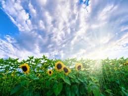 Vei avea nevoie, insa, de experienta in cusutul la. Afaceri De Top In Agricultura Cele Mai Profitabile 17 Afaceri La Cheie Agricole