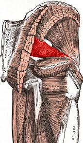 Pin On Exercise Back Hip Quad