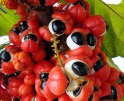 Guarana Poudre Bruleur Graisse Faire Pousser Les Cheveux Alimentation
