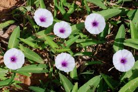 Image result for Ipomoea kituiensis