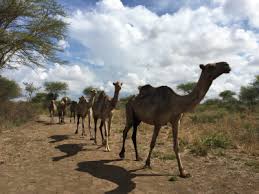 There are only three species of camels, the dromedary camels, bactrian camels, and wild bactrian camels. Camel Farms And Monkey Forests Oh My Teaching In Tanzania