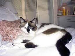 Cats are known to mark their territory in a few unpleasant ways, but dragging their behinds across the floor is not common and may indicate a larger issue. Cat Scooting On Carpet Or Floor