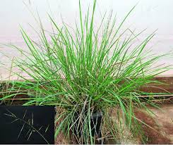 Image result for Oryza