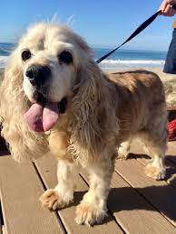 Adopt Macy On Petfinder Dog Adoption Cocker Spaniel Dog Adoption