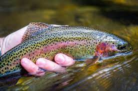 Fishing Discover Jackson Nc Fish Trout Fishing Trout Fishing Tips