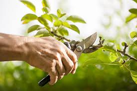Many utah gardeners have a fruit tree or two in their back yard. Winter Is Good Time To Prune Fruit Trees In Northern Utaho