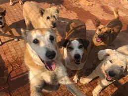 The Goldra Dog Sanctuary