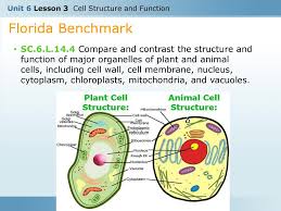 The mitochondria also play important role in. Unit 6 Lesson 3 Cell Structure And Function Ppt Download