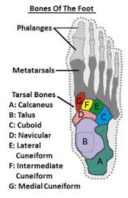 Diagram Showing The Mid Foot Bones Viewed From Above Anatomy Bones Foot Anatomy Bones Ankle Anatomy