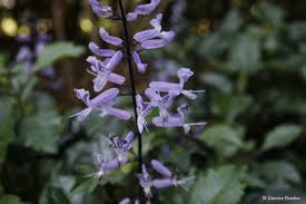 Mona Lavender: Think Outside The Pot And Grow As Landscape Shrubs. -  Artistree Artistree