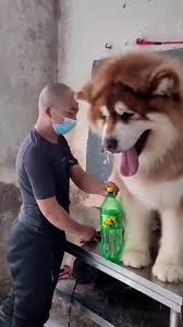 I'm about 4.5 months old. Meet The Huge Alaskan Malamute The 40kg Arctic Sledge Dog Video Kingdoms Tv