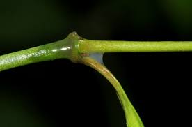 Image result for Alafia caudata