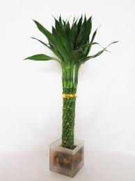 Live Elegant Twist Lucky Bamboo With Glasses Vase Pebble Rock Free Shipping Nice Gift Lucky Bamboo Plants Lucky Bamboo Bamboo Plants