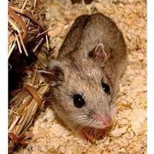 We did not find results for: How To Keep A Chinese Dwarf Hamster Complete Care Guide