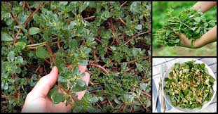 This plant is typical of the mediterranean regions and the cretan diet. Why Purslane Gulasiman Should Be Added Into Our Diet Dr Farrah Md