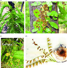 Image result for Brachystegia boehmii