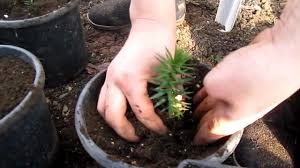 Araucaria araucana is the hardiest species in the conifer genus araucaria. The Monkey Puzzle Tree An Unusual And Endangered Plant Owlcation