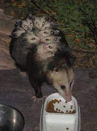 Pin By Bobbie Coker On Opossum Possum Cute Animals Animals Beautiful Animals Wild